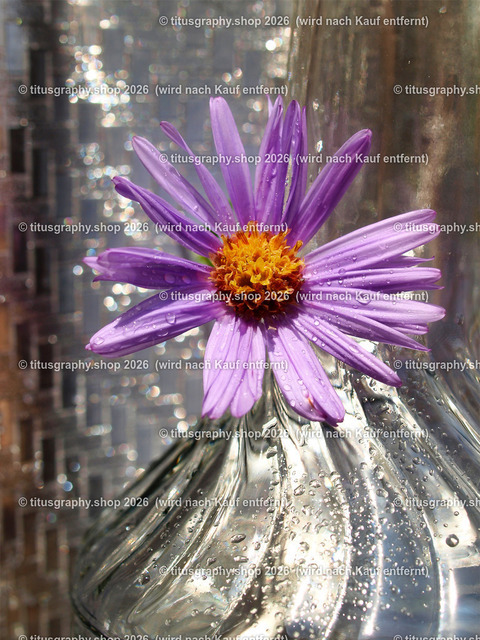 titusgraphy_PB060572-vz-ln | titusgraphy-shop: Geschenkideen mit Qualitätsfotos. titusgraphy-shop: gift ideas with quality photos. titusgraphy-shop: idées cadeaux avec photos de qualité.  - Realisiert mit Pictrs.com