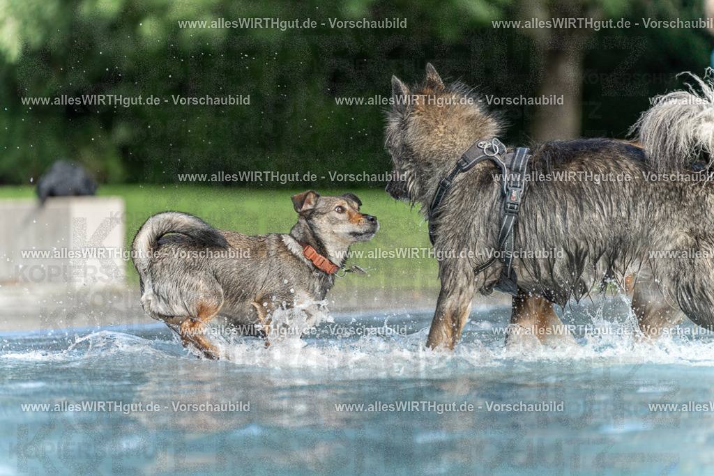 Hundeschwimmen_Volksbad_2026-allesWIRTHgut_Tierfotografie-2609061530-7R501574 | Professionelle Tierfotografie in Mönchengladbach von Daniel Wirth (allesWIRTHgut). Liebevolle & natürliche Bilder von Hunden & Katzen für unvergessliche Erinnerungen.
