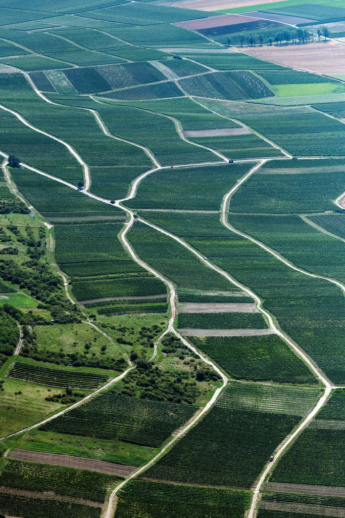 dr__0069660.jpg | GAU-BICKELHEIM 23.07.2021 Felder einer Weinbergs- und Rebstocks- Landschaft der Winzer- Gebiete in Gau-Bickelheim im Bundesland Rheinland-Pfalz, Deutschland. // Fields of wine cultivation landscape in Gau-Bickelheim in the state Rhineland-Palatinate, Germany. Foto: Daniel Reiter