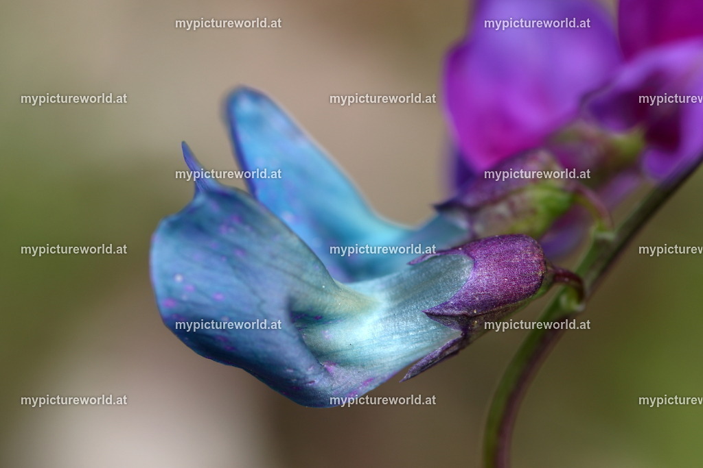 Frühlings-Platterbse-009 | Das Bilderarchiv über Tiere, Planzen und Landschaften. In der Bilddatenbank finden Sie ein große Auswahl an hochwertigen Bilder für Ihre Werbung - Realized with Pictrs.com