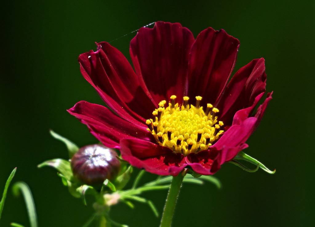 Cosmea01 | lucisnaturbilder - Realisiert mit Pictrs.com