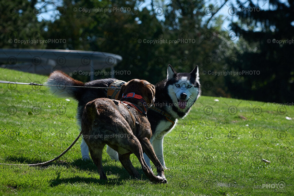 038_202509_4Hundebadetag_NZ9_2197 | proPHOTO - Realisiert mit Pictrs.com
