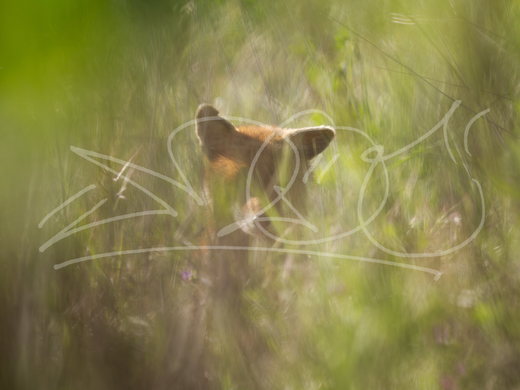 Grasfuchs | Naturschönheiten aus Deutschland. Pflanzen und Tiere, Insekten und Naturschauspiele. Alle schönen Details, die uns umgeben, fotografiert von Michi Moc.  - Realisiert mit Pictrs.com