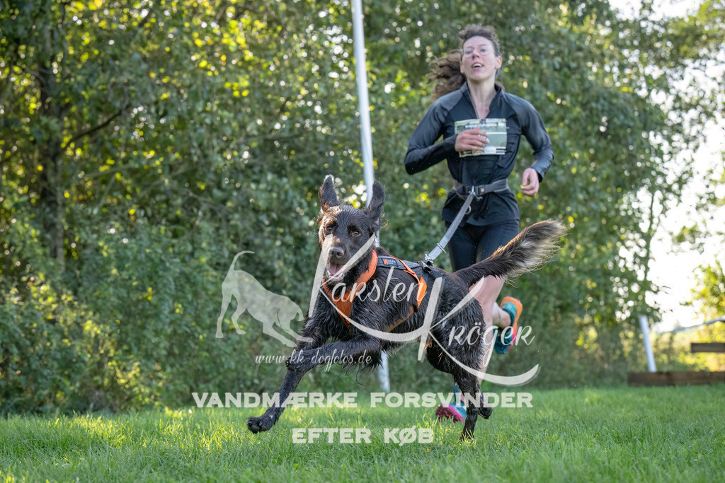 1042--7 | kk-dogfotos