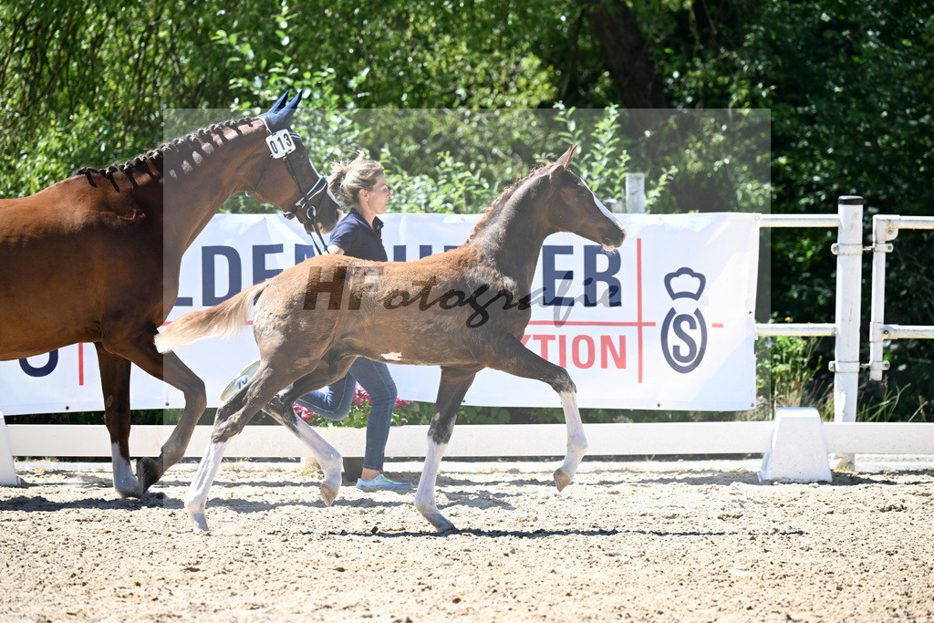 Kat-Nr. 13 Bonds x Don Juan de Hus_HF_Geiling_20250844 | hf-fotografie - Realizzato con Pictrs.com