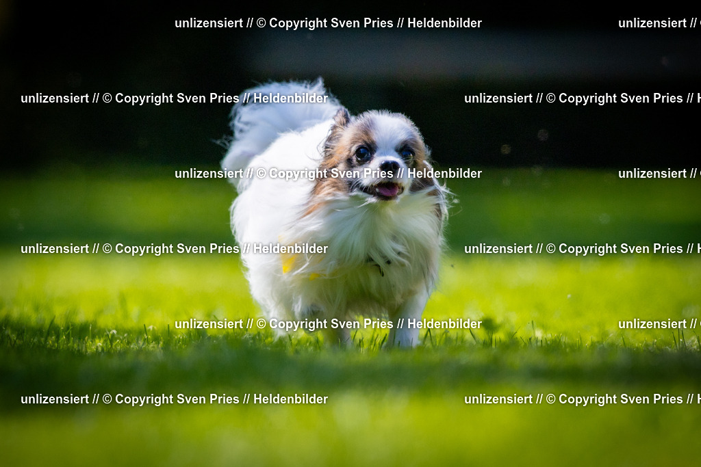 Sven Pries | 2025-08-10 - Hunderennen Durlach - Realisiert mit Pictrs.com