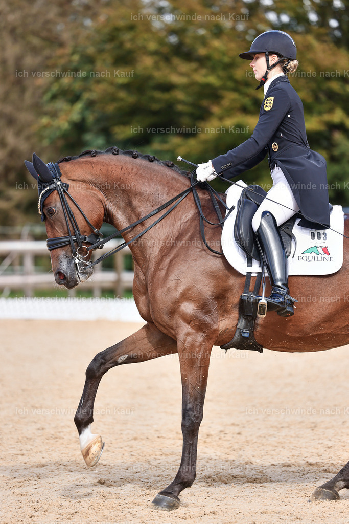 07-003-DRESSUR  S___  -StoibPH-5063 | working equitationturnier fotograf videograf stoibphotography marixx film working equitation deutschland reitsport turnierfotografie eventfotografie equestrian events