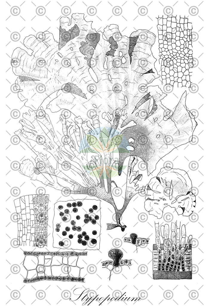 HistAbb_EMP_17972_SRC_Schlechtendal_FLORAD_SIMPLE | Historische Abbildung von Stypopodium - Dictyotaceae (0) | Historical Illustration of Stypopodium - Dictyotaceae (0)