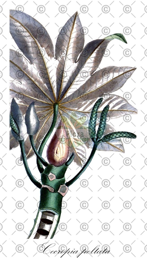 HistAbb_wfo-0000592509_1_ENZY_Simple | Historische Abbildung von Cecropia peltata - Urticaceae | Historical Illustration of Cecropia peltata - Urticaceae