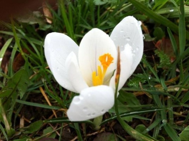 krokusbluete | Verkauf von Fotos und  Videoclips zumThema Natur.Motive sind Pflanzen, Tiere, Landschaftenund Wetter - Realisiert mit Pictrs.com
