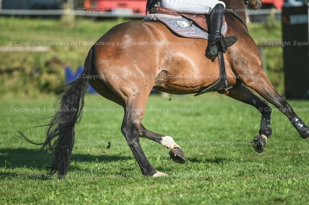 20230908_14-15_Springpferde-A_0040 | equistock