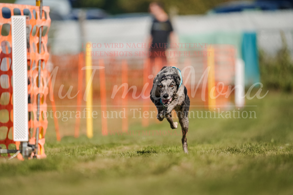 20250928_Hunderennen-560 | MuT (Mensch und Tier) mit Mona - Fotografie und Tierkommunikation - Realisiert mit Pictrs.com