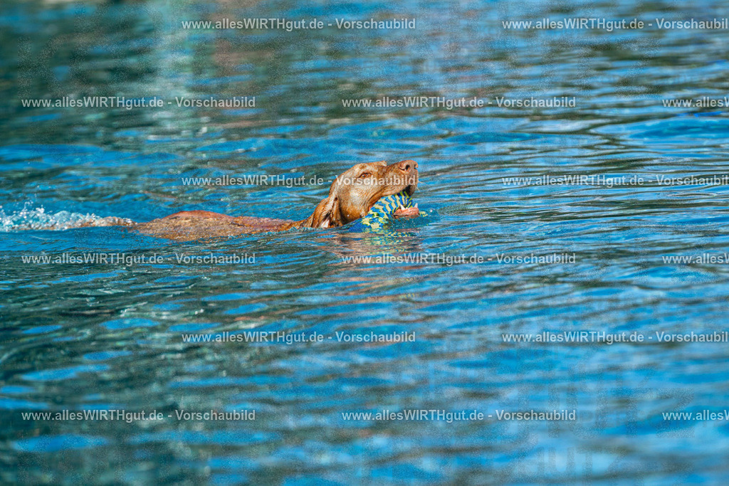 Hundeschwimmen_Volksbad_2026-allesWIRTHgut_Tierfotografie-2609061121-FAY06212 | Professionelle Tierfotografie in Mönchengladbach von Daniel Wirth (allesWIRTHgut). Liebevolle & natürliche Bilder von Hunden & Katzen für unvergessliche Erinnerungen.