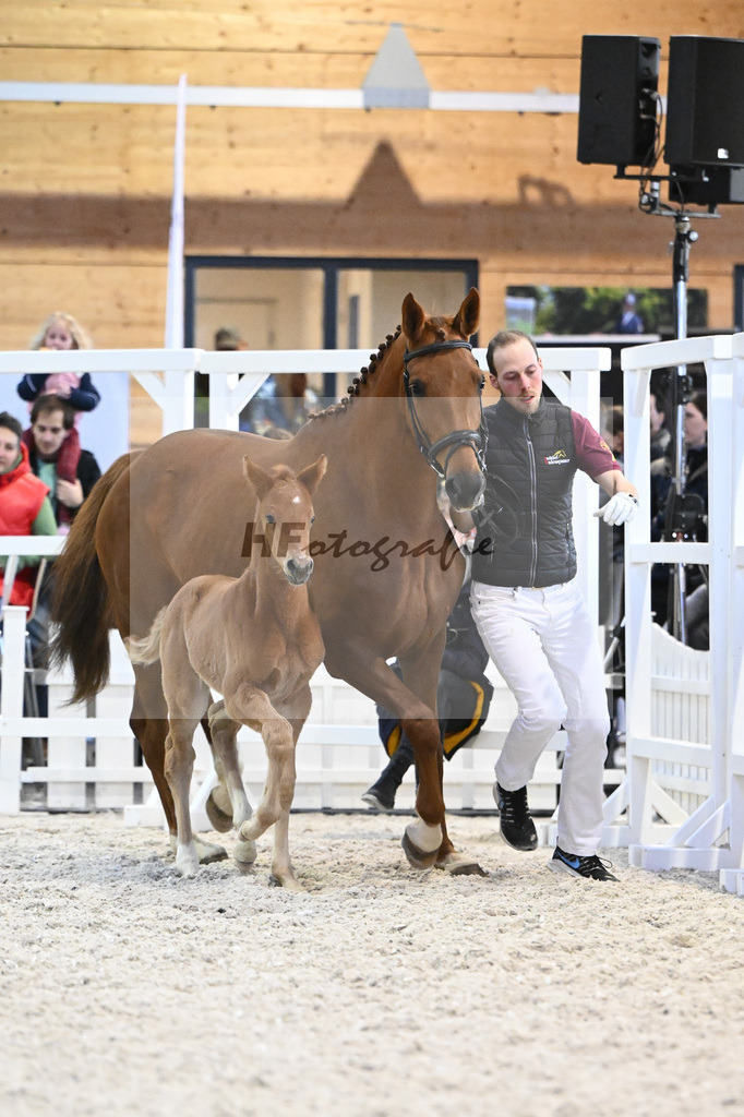 Fohlen Va Bene_Feigl_7240965 | hf-fotografie - Realisiert mit Pictrs.com