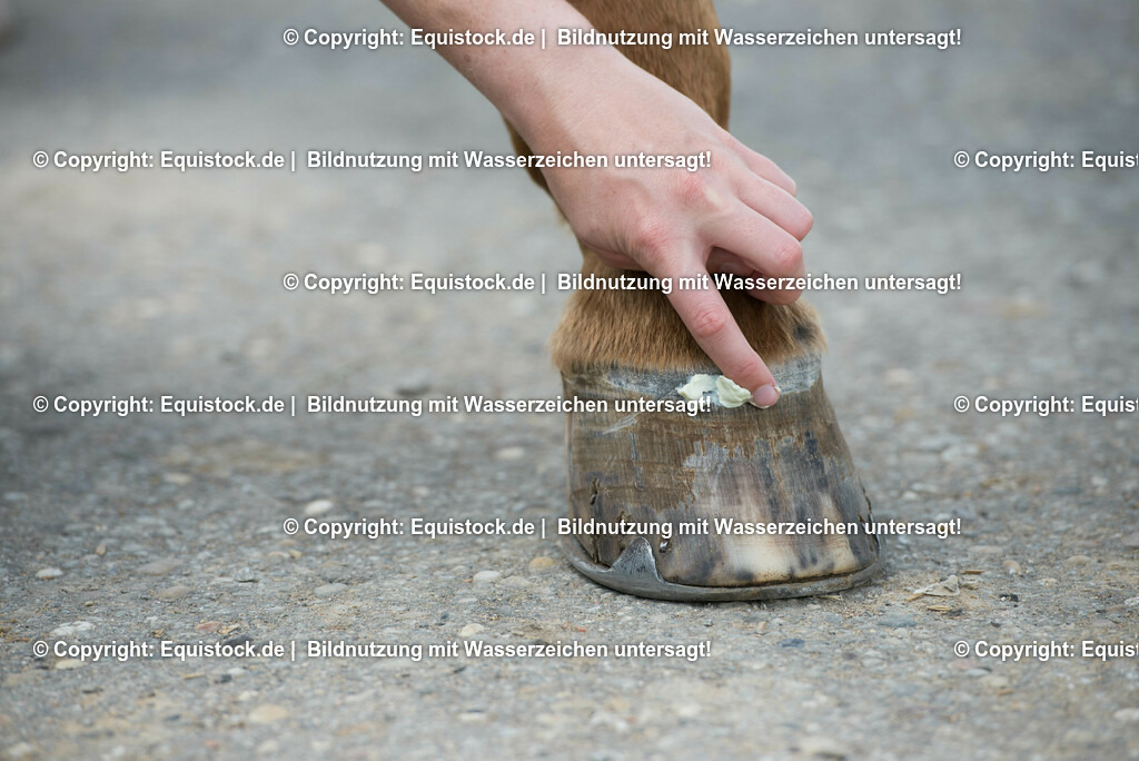 20160626_Hufpflege_0009 | Foto: Thomas Hartig