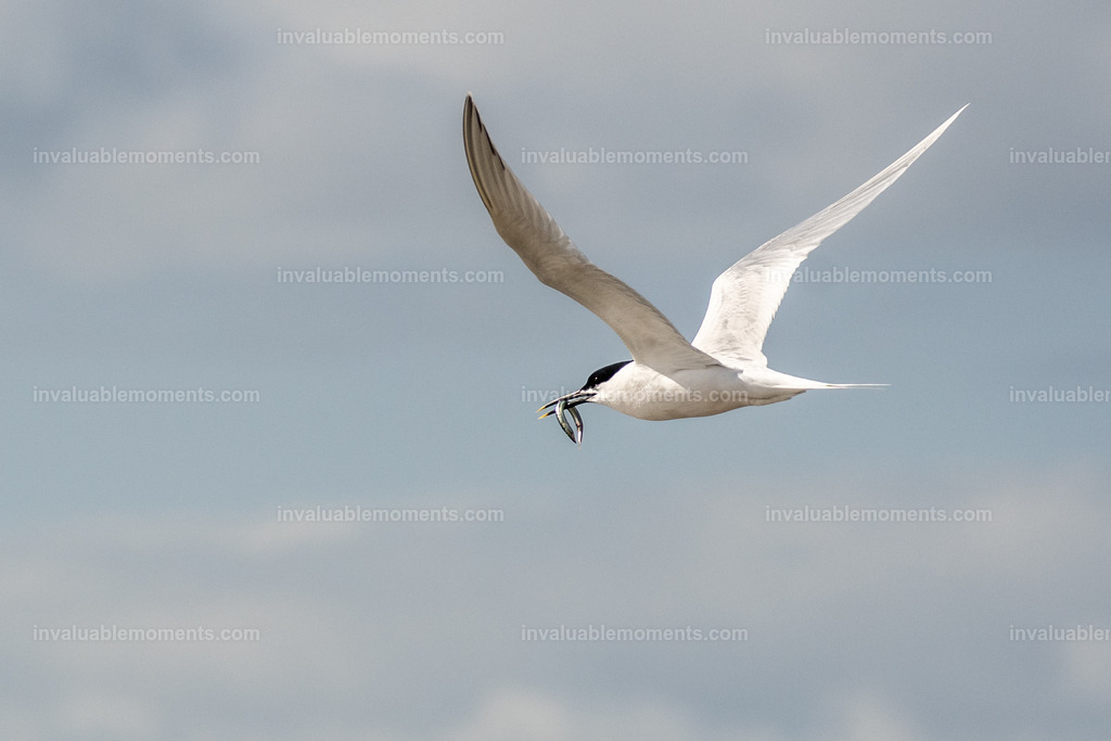 DSC_6309-2 | invaluablemoments.com - Realisiert mit Pictrs.com