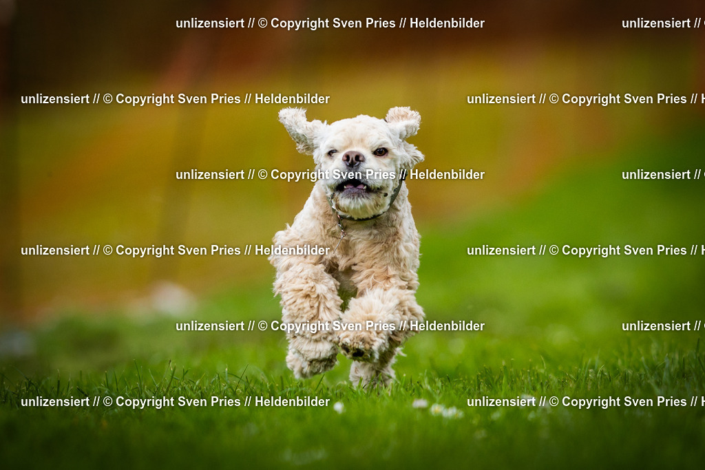 Sven Pries | 2025-04-13 - Hunderennen Baden-Baden - Realisiert mit Pictrs.com