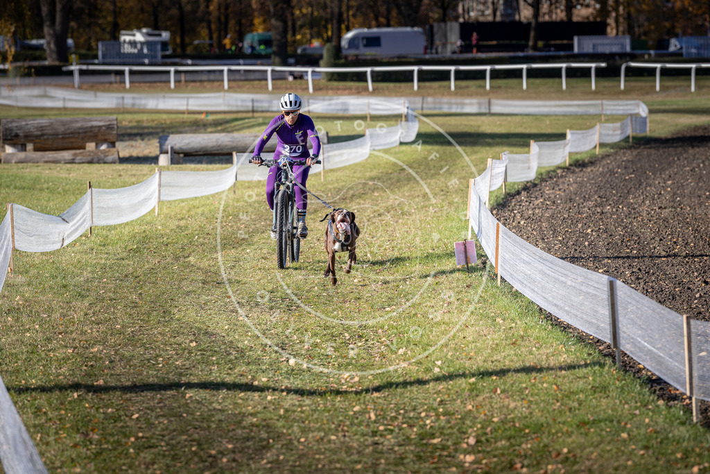 CaniXpix_DV3A5142 | Hundefotografie, Tierfotograf, Pfotenfotografie, Fotoshooting Hund, Hunde Portrait, Hundesport, Hundeportraits, Heideshooting, Hunde, Sportfotograf, Hundefotograf, Turnierhundsport, THS,  - Realisiert mit Pictrs.com