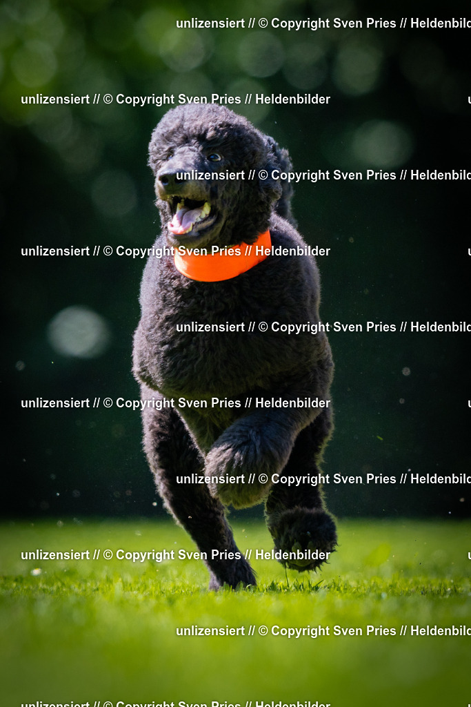 Sven Pries | 2025-08-10 - Hunderennen Durlach - Realisiert mit Pictrs.com