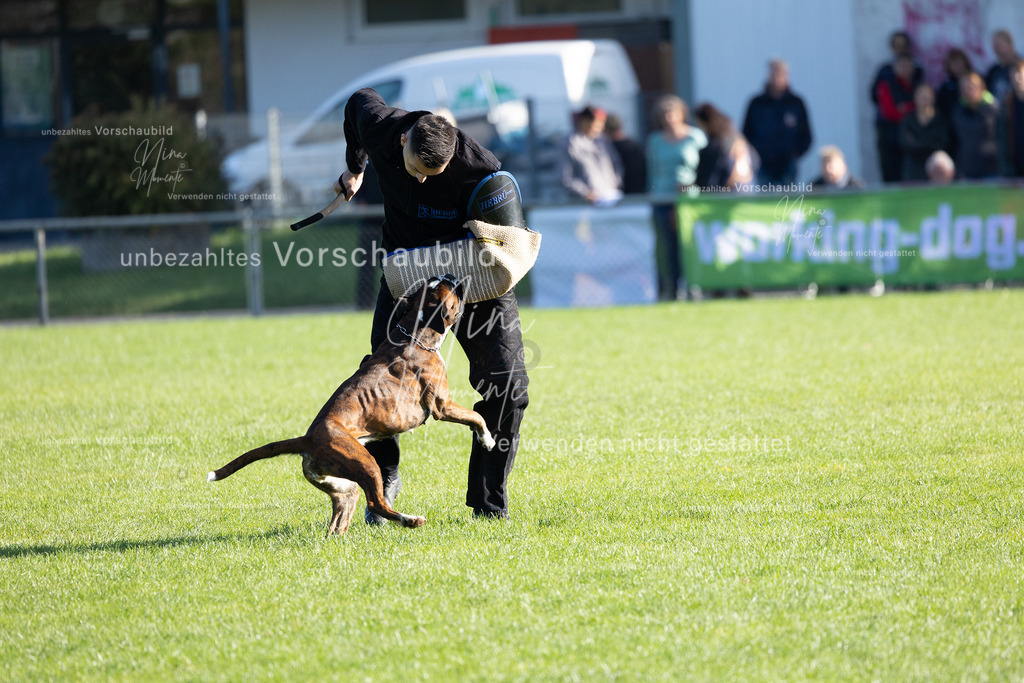 _16A5124 | Einzigartige Fotos von Hunden & Menschen –Actionfotos, Portraits, Vereinsaufnahmen & Paarshootings – authentisch, lebendig & mit Herz.