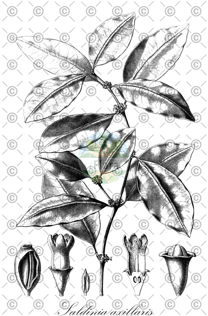 HistAbb_5170_1_FLORAD_SIMPLE | Historische Abbildung von Saldinia axillaris - Rubiaceae | Historical Illustration of Saldinia axillaris - Rubiaceae
