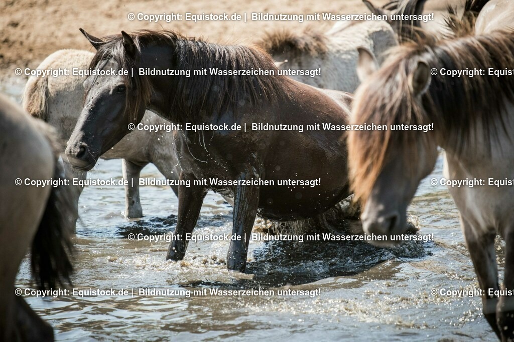 20150711_TOMsPiC_0204 | equistock