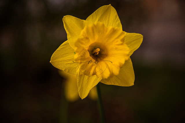Blüte einer Narzisse | Die gelbe Blüte einer Narzisse (Narcissus pseudonarcissus L.) Osterglocke wächst und blüht im Frühling, Jena, Thüringen, Deutschland - Realisiert mit Pictrs.com