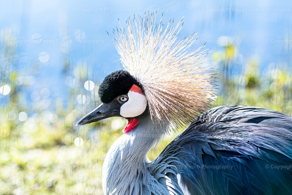 Vogelpark Niendorf (13) | PeggyRaschPhotography - Realisiert mit Pictrs.com