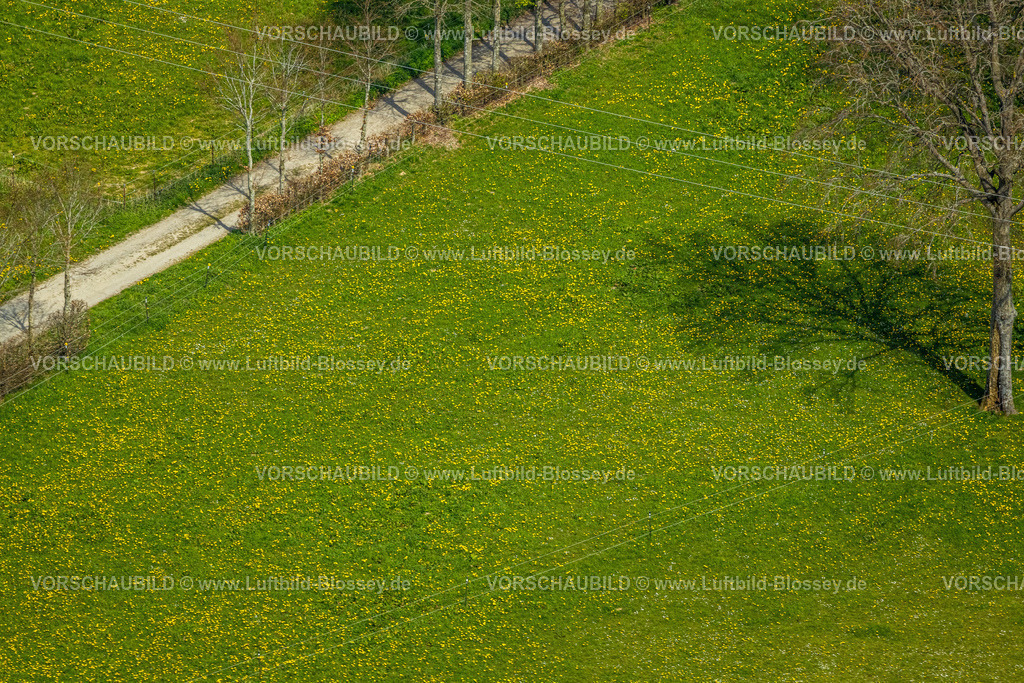 Monschau240502272 | Luftbild, Wiesen und Felder mit Narzissenblüte, Kalterherberg, Monschau, Nordrhein-Westfalen, Deutschland