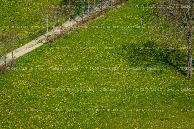 Monschau240502272 | Luftbild, Wiesen und Felder mit Narzissenblüte, Kalterherberg, Monschau, Nordrhein-Westfalen, Deutschland