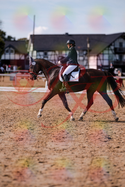 2026_10_03_Siefer-Hof_132608_Z81_79170058 | Professionelle Reitsport-, Turnier- und Eventfotografie von Robert Broda. Galerien mit ausgewählten und bearbeiteten Bildern direkt online ansehen und bestellen.
