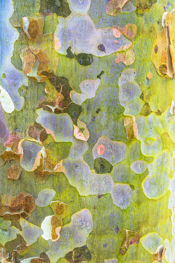 nz_2015_01_02867 | Queen Victoria Esplanade Gardens, gefleckter Eukalyptus (spotted gum) - Realisiert mit Pictrs.com