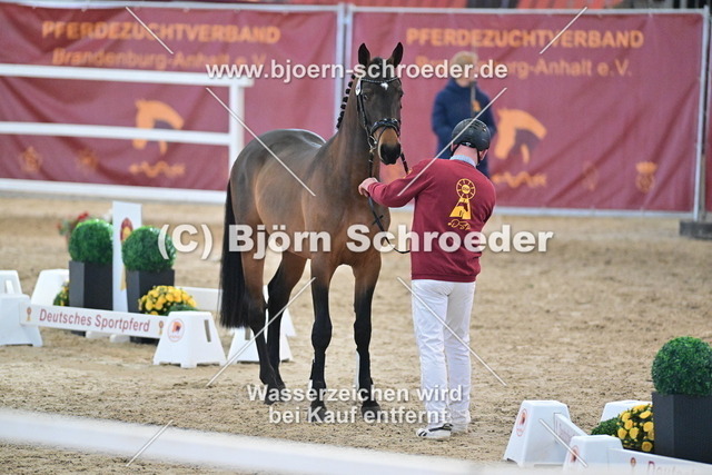 40_Kanbalou - Cezaro_790_8237 | Björn Schroeder Pferdefotografie