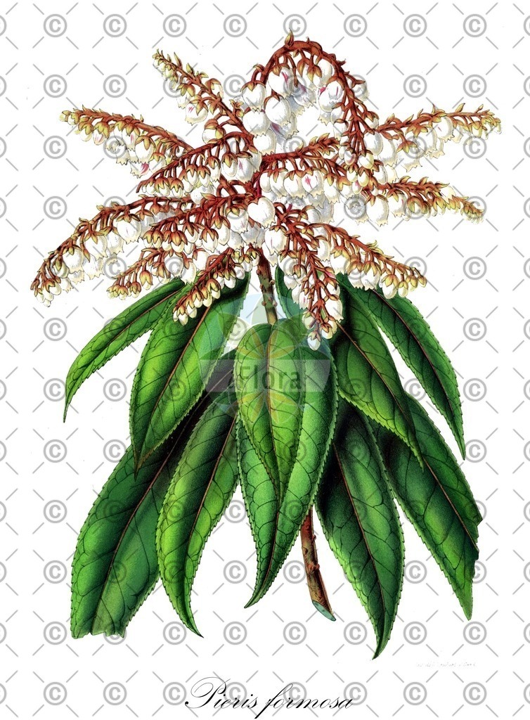 HistAbb_wfo-0000273321_1_ENZY_Simple | Historische Abbildung von Pieris formosa - Ericaceae | Historical Illustration of Pieris formosa - Ericaceae