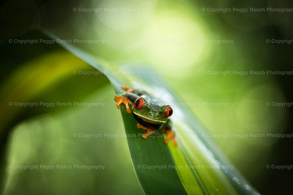 Frösche (13) | PeggyRaschPhotography - Realisiert mit Pictrs.com