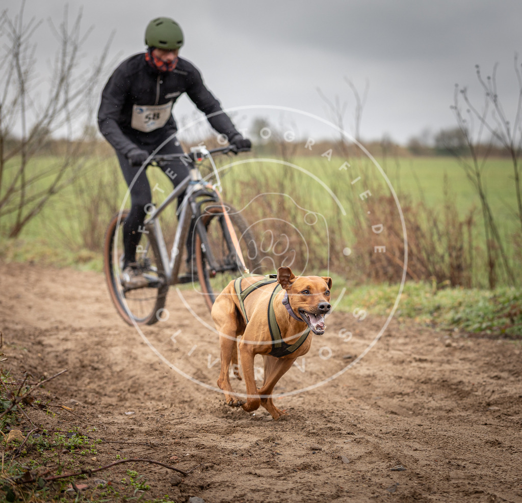 DV3A9131 | Hundefotografie, Tierfotograf, Pfotenfotografie, Fotoshooting Hund, Hunde Portrait, Hundesport, Hundeportraits, Heideshooting, Hunde, Sportfotograf, Hundefotograf, Turnierhundsport, THS,  - Realisiert mit Pictrs.com