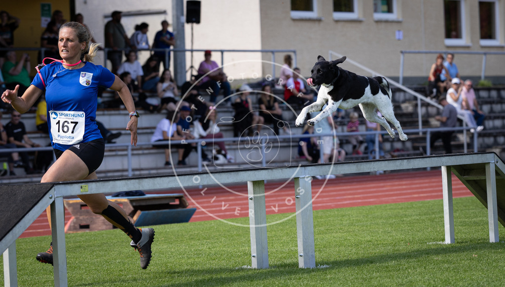 Pfotenfotografie_DV3A9810 | Hundefotografie, Tierfotograf, Pfotenfotografie, Fotoshooting Hund, Hunde Portrait, Hundesport, Hundeportraits, Heideshooting, Hunde, Sportfotograf, Hundefotograf, Turnierhundsport, THS,  - Realisiert mit Pictrs.com