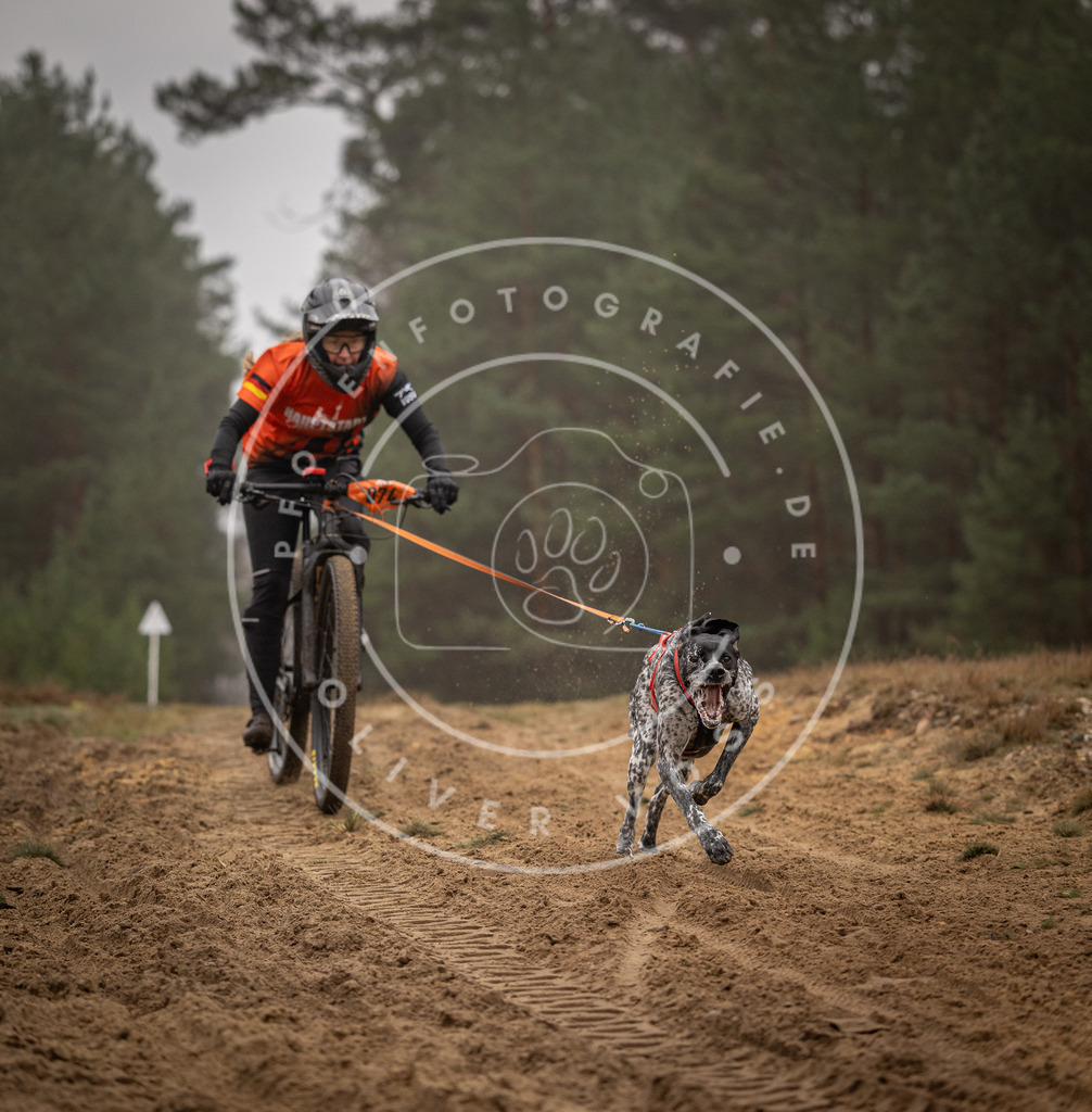 Pfotenfotografie_DV3A2641 | Hundefotografie, Tierfotograf, Pfotenfotografie, Fotoshooting Hund, Hunde Portrait, Hundesport, Hundeportraits, Heideshooting, Hunde, Sportfotograf, Hundefotograf, Turnierhundsport, THS,  - Realisiert mit Pictrs.com