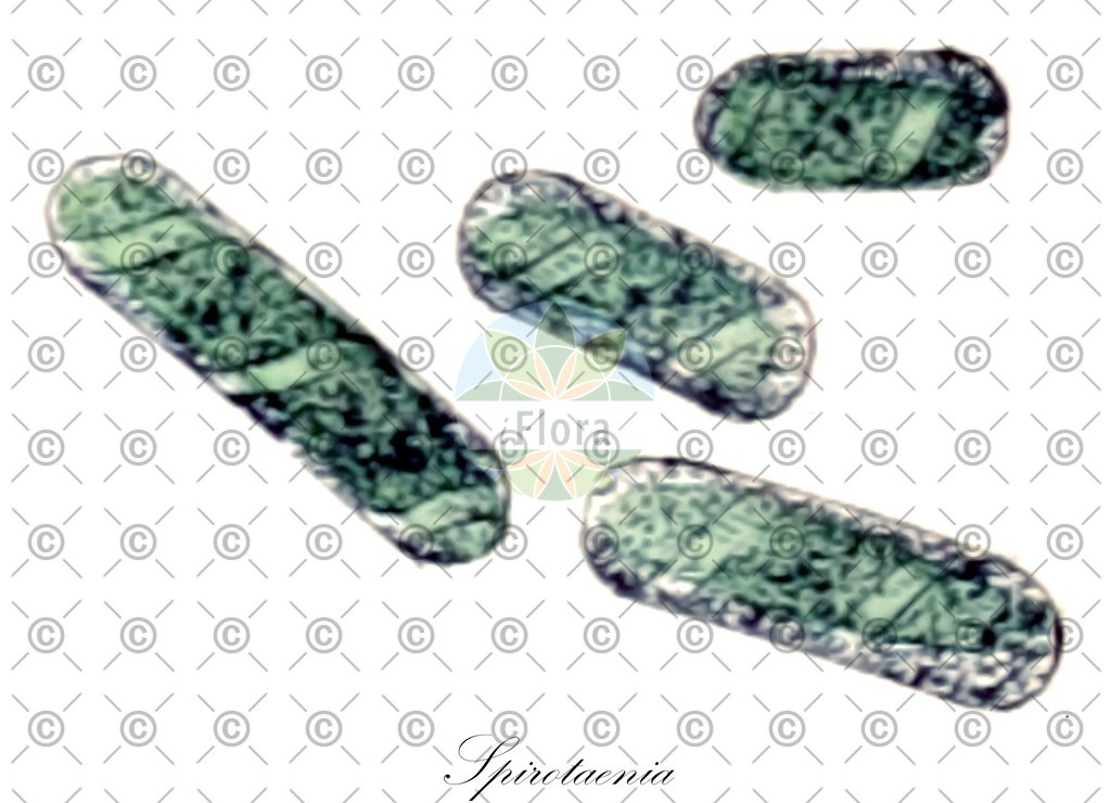 HistAbb_7LFP_2_ENZY_Simple | Historische Abbildung von Spirotaenia - Mesotaeniaceae (0) | Historical Illustration of Spirotaenia - Mesotaeniaceae (0)