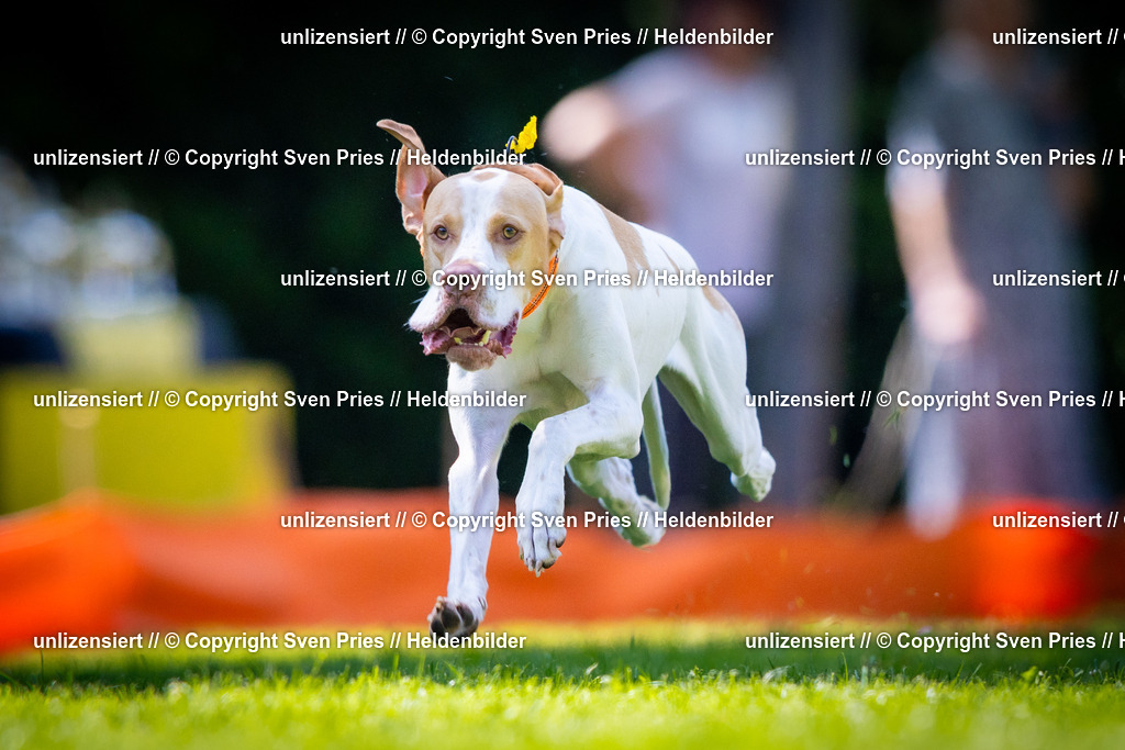 Sven Pries | 2025-08-10 - Hunderennen Durlach - Realisiert mit Pictrs.com