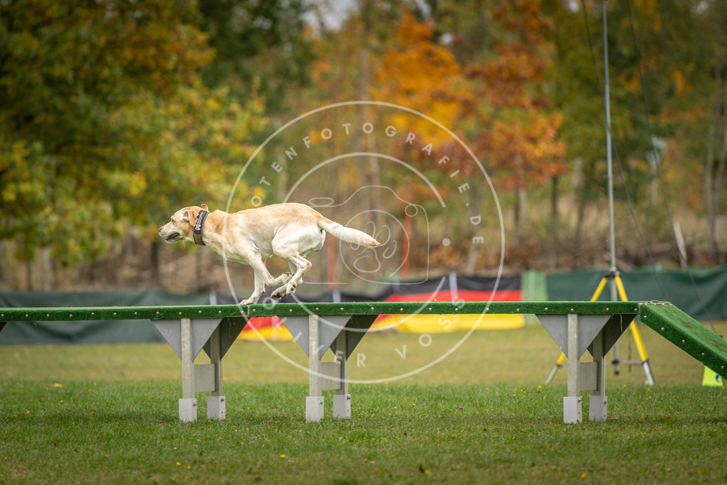 Pfotenfotografie_DV3A9881 | Hundefotografie, Tierfotograf, Pfotenfotografie, Fotoshooting Hund, Hunde Portrait, Hundesport, Hundeportraits, Heideshooting, Hunde, Sportfotograf, Hundefotograf, Turnierhundsport, THS,  - Realisiert mit Pictrs.com