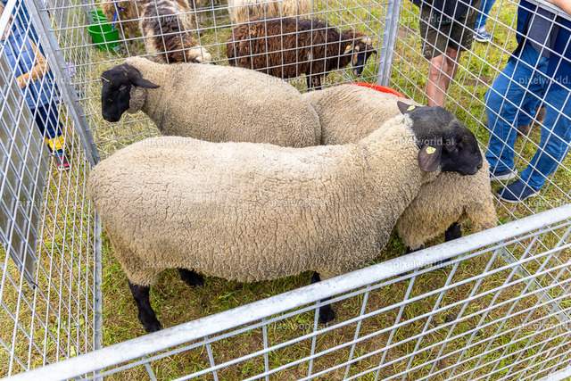 SchaZie Tag | Bildershop von pixelworld.at - Realisiert mit Pictrs.com