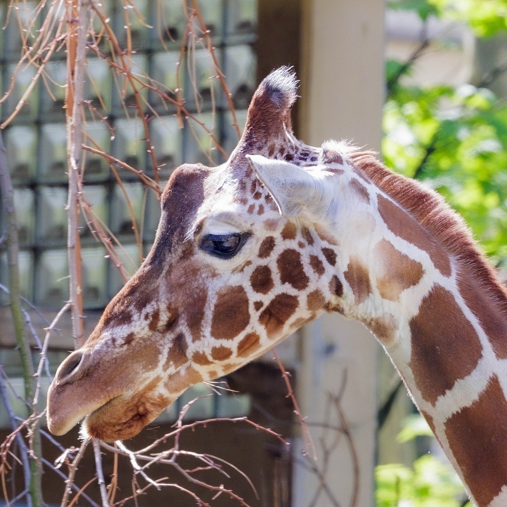 2026414-122355Zoo_Frankfurt100L0729_finish | Fotografie mit Perspektive: Luftfahrt, Menschen & Natur. Hochwertige Fine-Art-Fotografie, visuelles Storytelling und emotionale Bildwelten entdecken & kaufen.Fine Art Fotografie, visuelles Storytelling, Luftfahrtfotografie, emotionale Fotokunst - Realisiert mit Pictrs.com