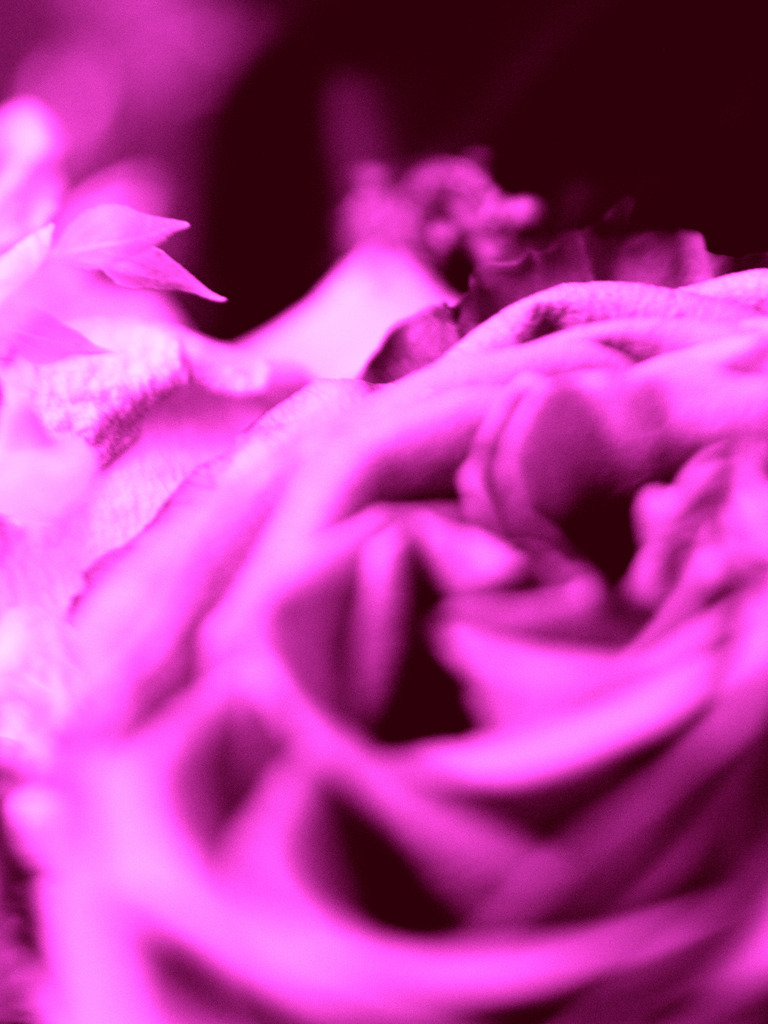 Flora 5 | OLYMPUS DIGITAL CAMERA - Realisiert mit Pictrs.com