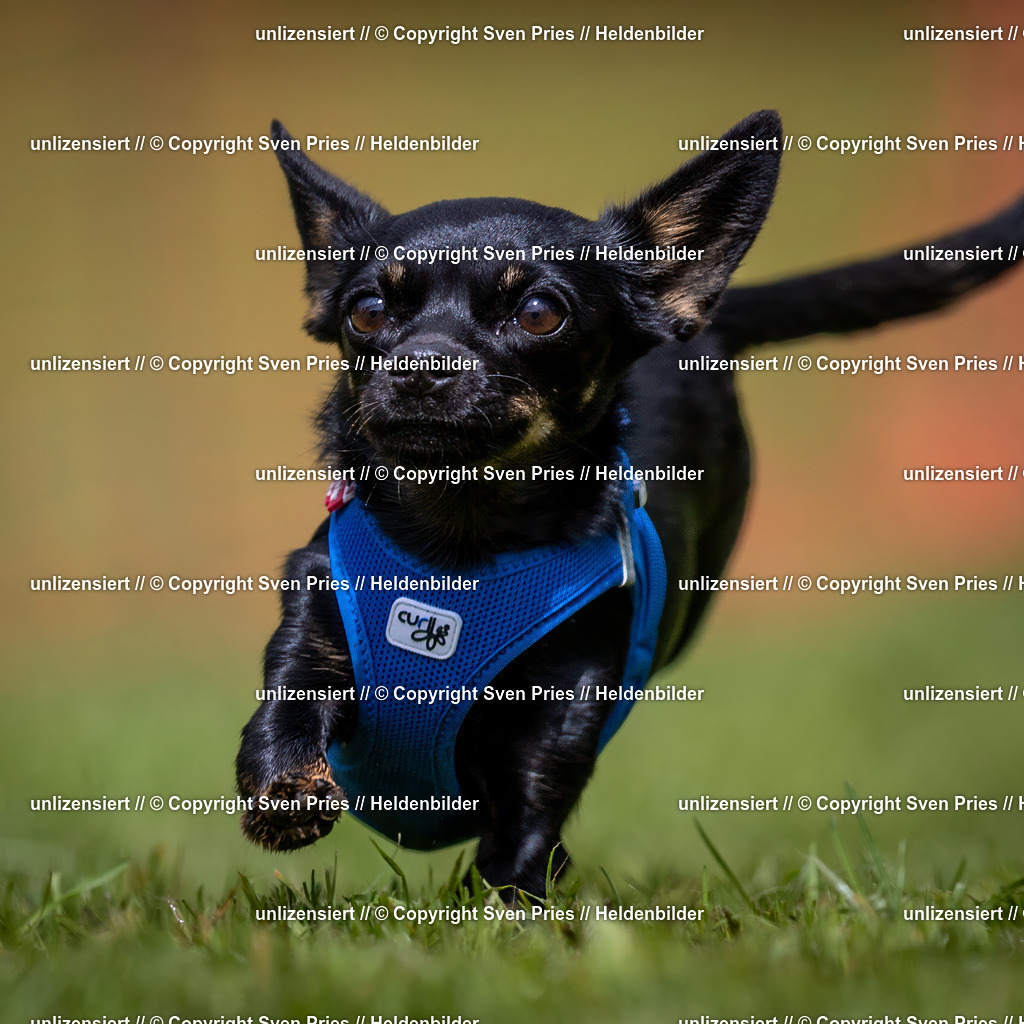 Sven Pries | 2024-04-21 - Hunderennen Baden-Oos
Foto: Sven Pries - Realisiert mit Pictrs.com