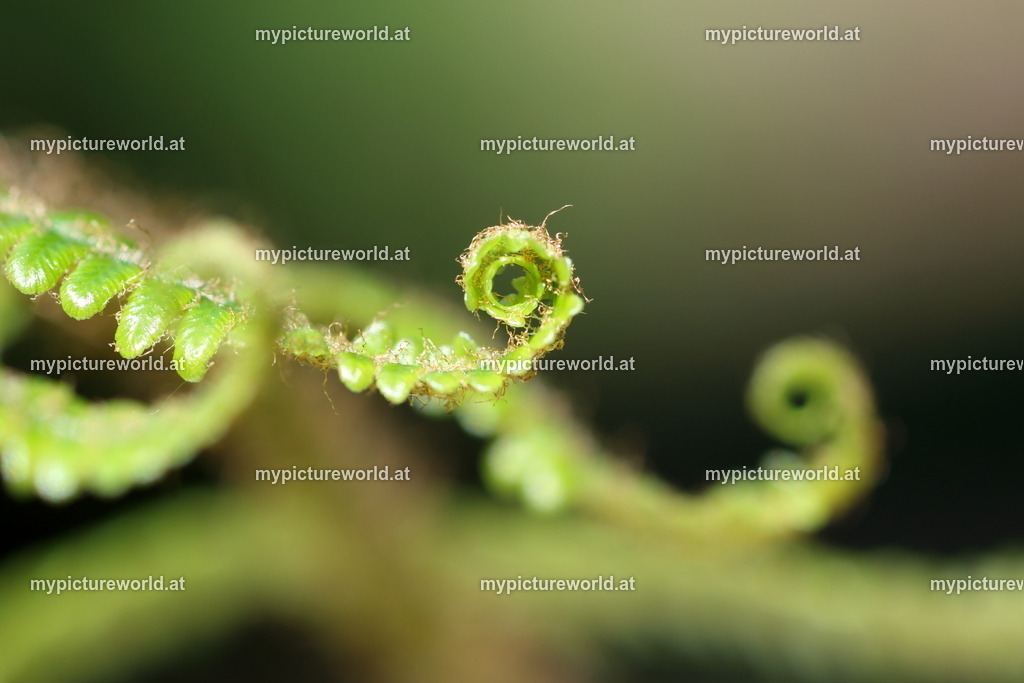 Adlerfarn-009 | Das Bilderarchiv über Tiere, Planzen und Landschaften. In der Bilddatenbank finden Sie ein große Auswahl an hochwertigen Bilder für Ihre Werbung - Realized with Pictrs.com