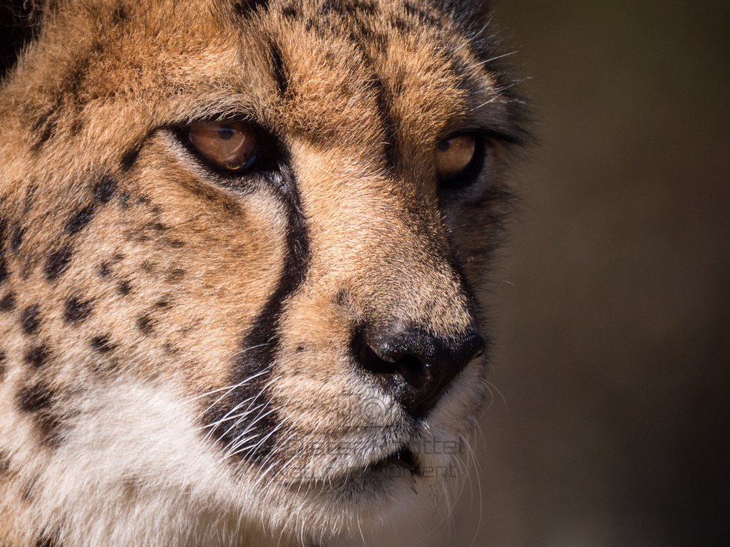 PANA3159-LR | Natur im Moment - Realisiert mit Pictrs.com