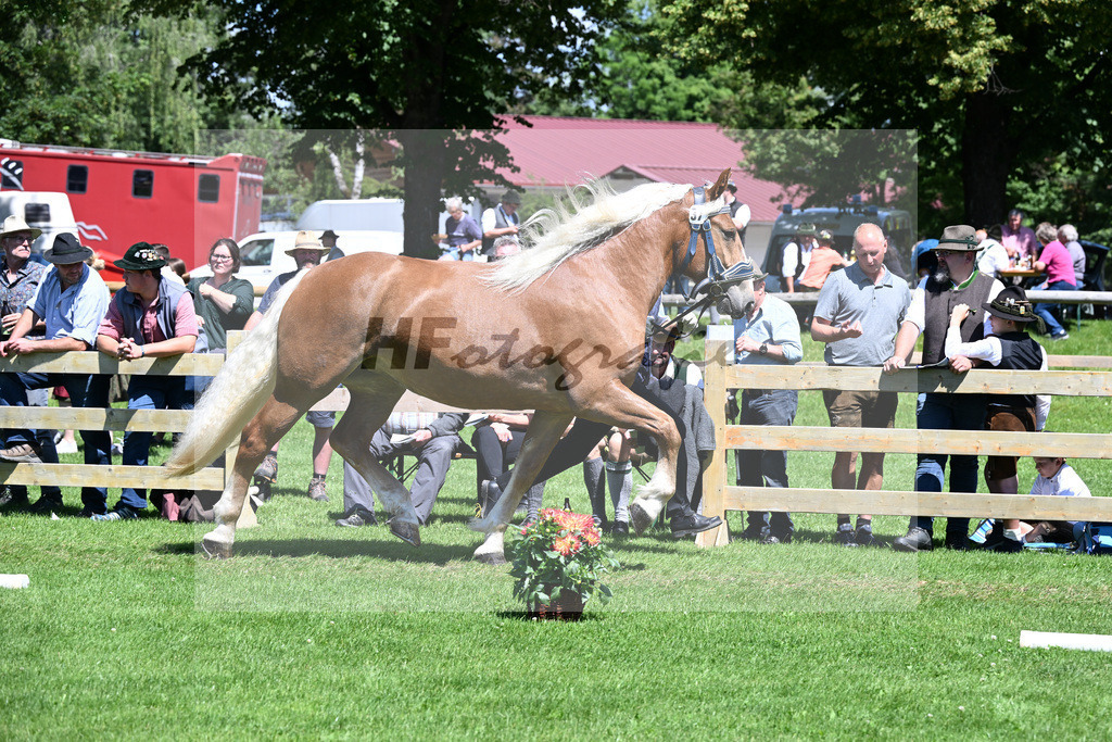 Kat-Nr. 37 Dinara v. Verondo_HLG Schwaiganger_22240704 | hf-fotografie - Realizzato con Pictrs.com