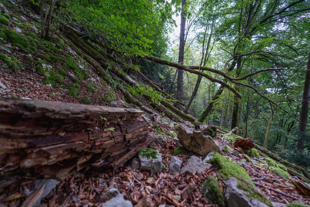 ZD250916093620 | Fotoshop von zweidimensional Fotografie. Ihr Fotograf im Aargau. Abzüge von Ihrem Fotobox Event bestellen.Abzüge von Ihrem Hochzeit bestellen.Abzüge von Ihrem Schulfotograf bestellen.