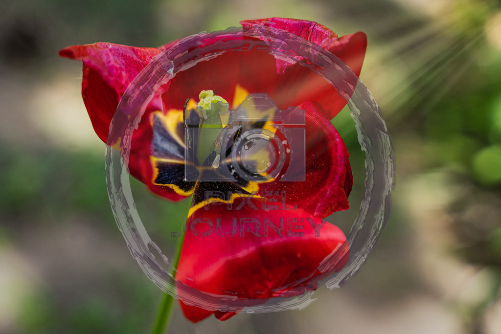 Red_Flowers1 | Fotograf, Fotografin, Portraitfotograf, Kunstfotograf, Fotoshop Fineart, Fotoshop Kunstfotografie, Fotos kaufen, Pixeljourney, Doreen Riedel, Natur, Tiere, Architektur, Kunst, Makro